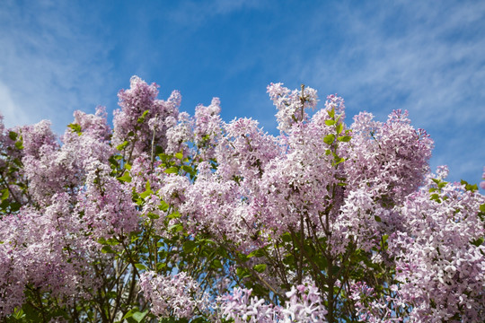 丁香花