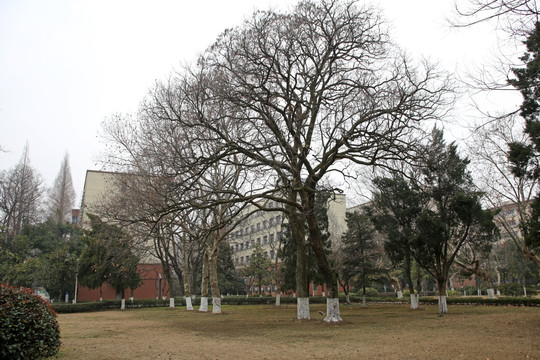 中国科学技术大学 校园