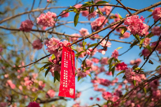 天津桃花堤