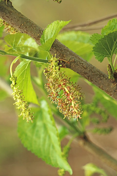 桑果花 桑椹花