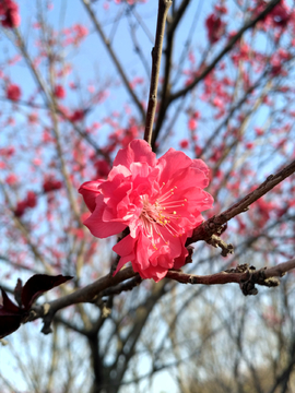 碧桃花