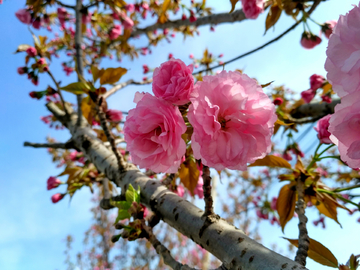 樱花树下