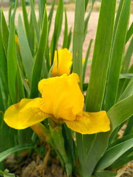 鸢尾花