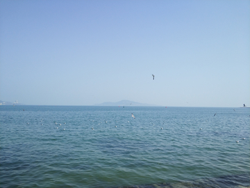 海平面海鸥