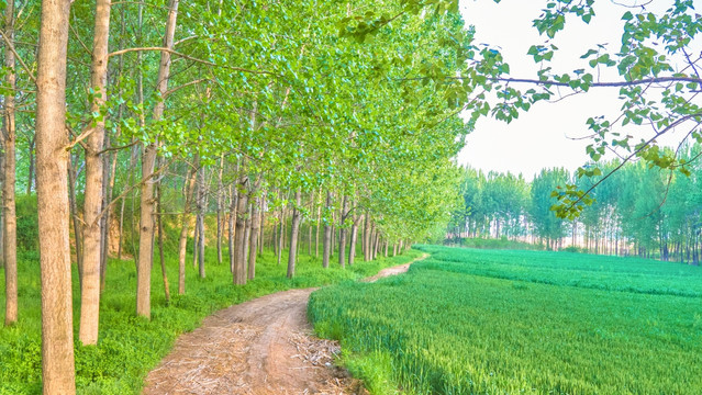 阳光树林 田园风光