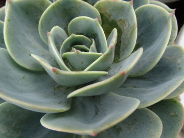 大玉蝶 花卉 肉植 多肉 植物