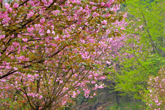 樱花