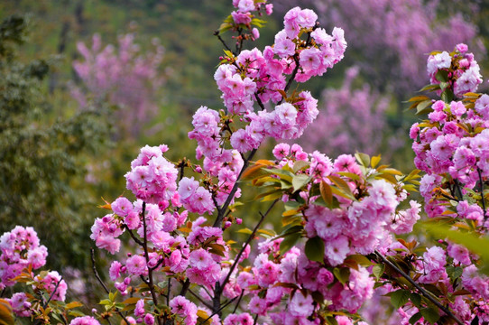 樱花