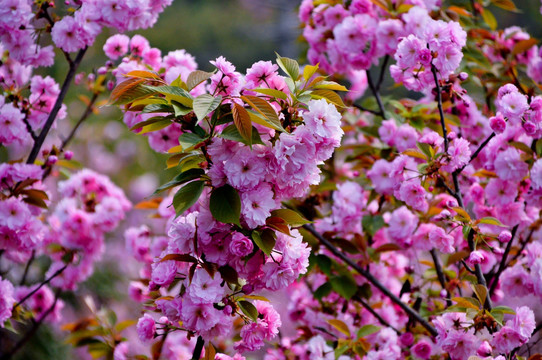 樱花