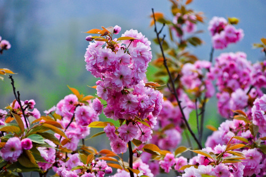 樱花