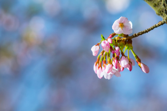 樱花