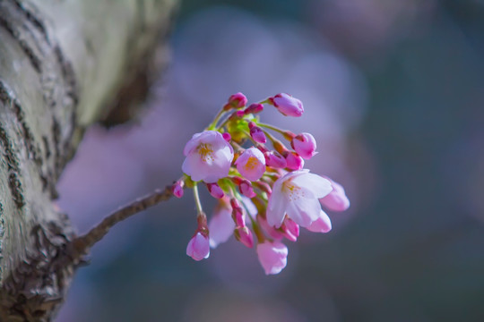 樱花