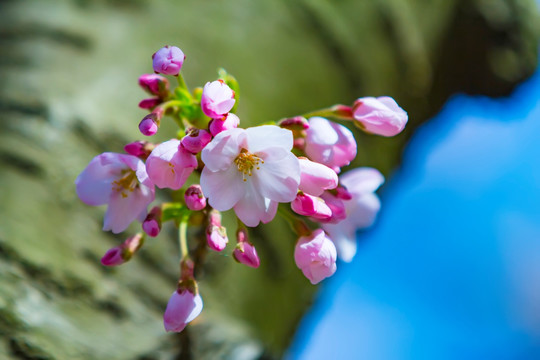 樱花