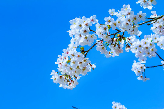 樱花单樱