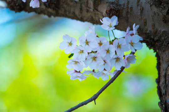 樱花