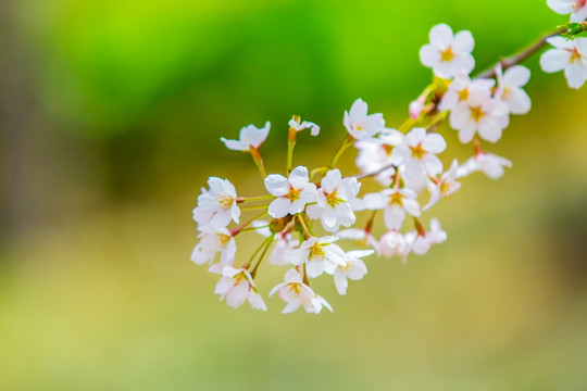 樱花