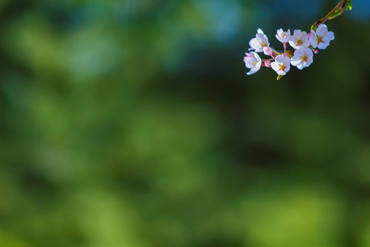 樱花