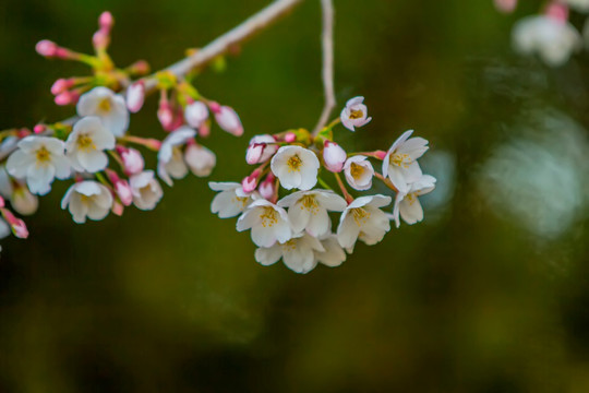 樱花