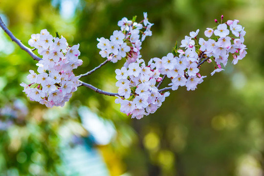 樱花