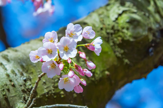 樱花