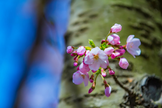 樱花