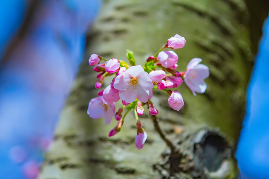 樱花