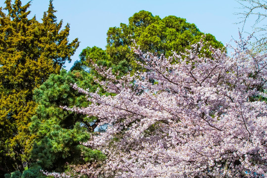 樱花