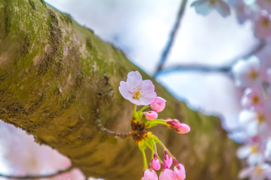 樱花