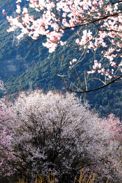 雪山桃花