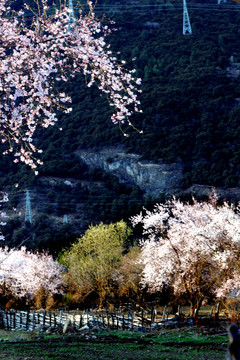 雪山桃花