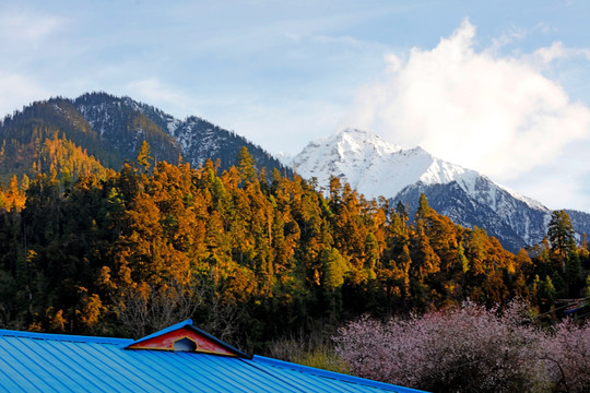 雪山桃花