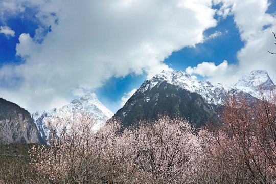 雪山桃花