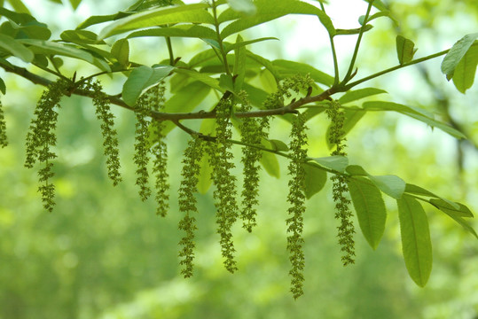 绿色植物 枫杨