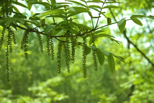 绿色植物