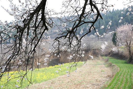 春天的田野