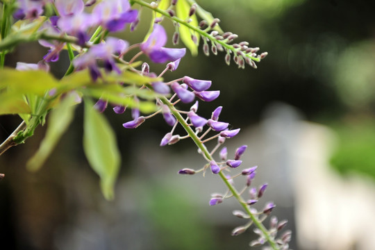 紫藤花