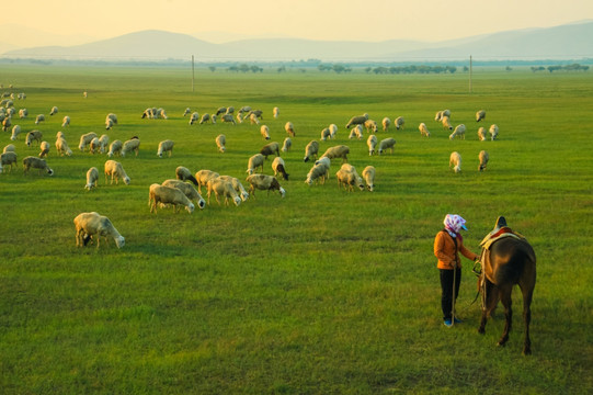 夏季草原羊群牧羊人