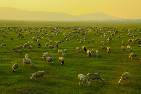 草原夏季傍晚羊群