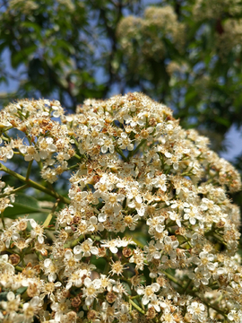 山楂花