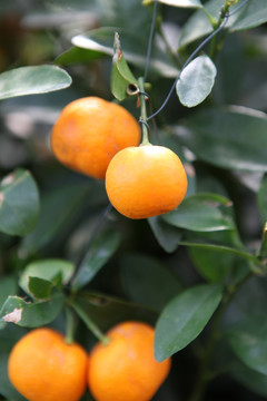 橘子 丑橘