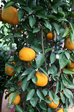 橘子 丑橘 果实