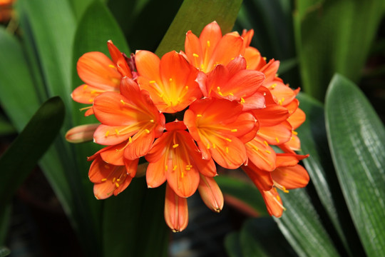君子蘭 花 花卉 綻放