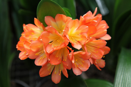 君子蘭 花 花卉