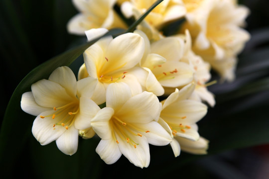 君子蘭 花 花卉 綻放
