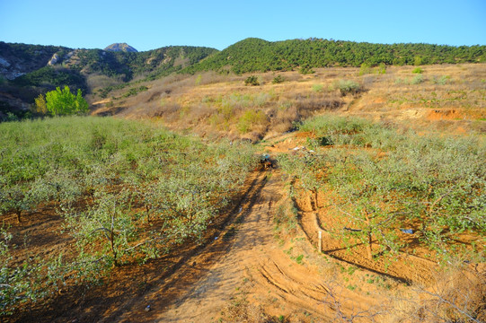 山区苹果园