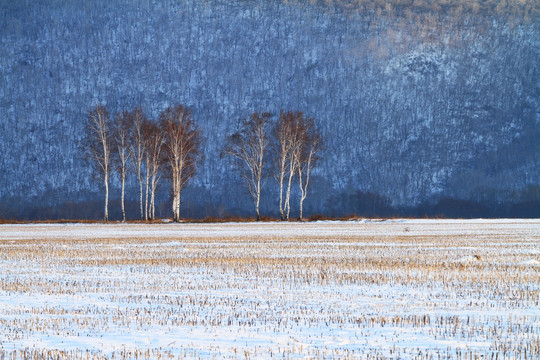 田野白桦林雪景