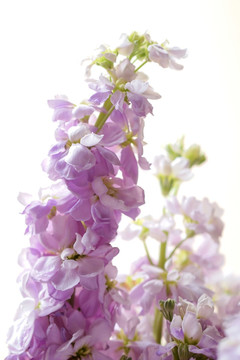 花枝 紫罗兰