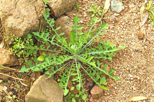 泥胡菜植株