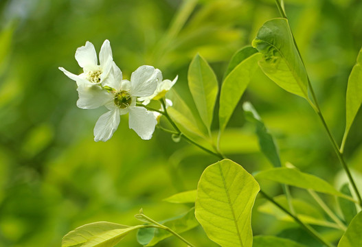 一枝野花