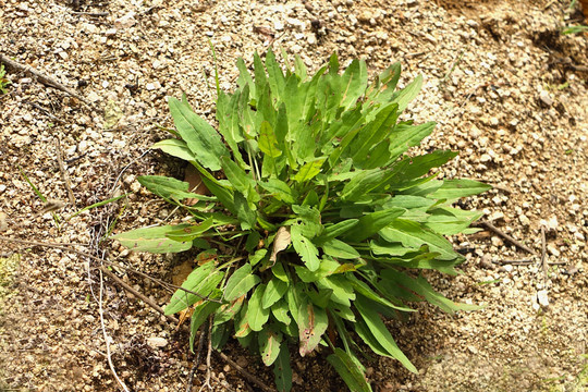 酸模植株